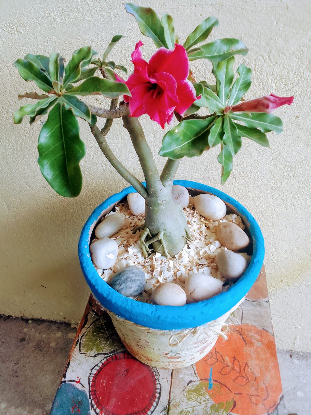 Rosa do deserto que será sorteada.